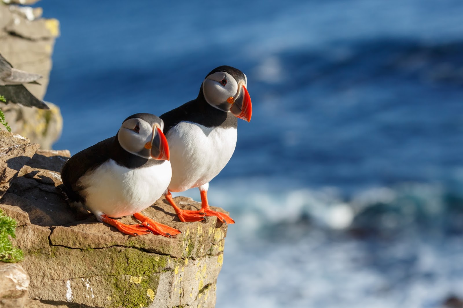 Puffins in Látrabjarg Nesting in the Westfjords of Iceland